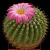 Notocactus_herteri